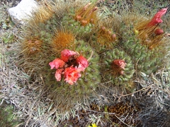 Matucana aurantiaca