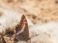 Charaxes saturnus