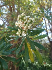 Escallonia resinosa