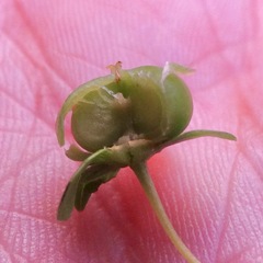 Phyllanthopsis phyllanthoides