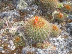 Matucana aurantiaca