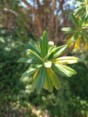 Escallonia resinosa