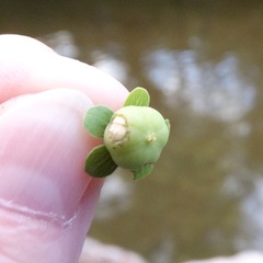 Phyllanthopsis phyllanthoides