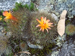 Matucana aurantiaca