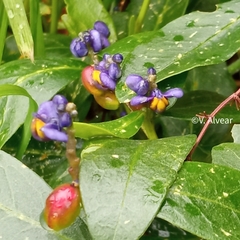 Monnina phillyreoides