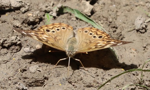 Tawny Emperor, photo 8 of 10