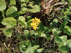 Lapsanastrum apogonoides