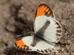Colotis evagore