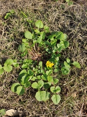 Lapsanastrum apogonoides