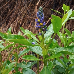 Monnina phillyreoides