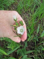 Callirhoe alcaeoides