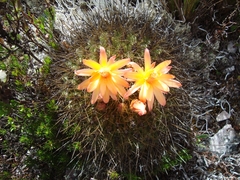 Matucana aurantiaca