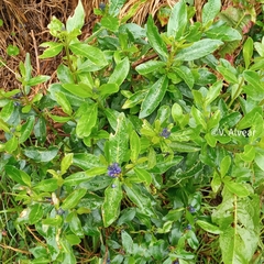 Monnina phillyreoides