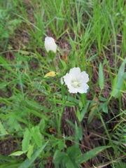 Callirhoe alcaeoides