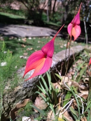 Masdevallia