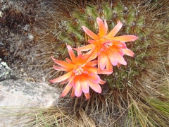 Matucana aurantiaca