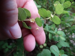 Phyllanthopsis phyllanthoides