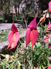 Masdevallia
