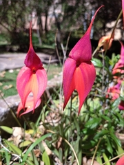 Masdevallia
