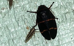 Image of Muellerianella laminalis