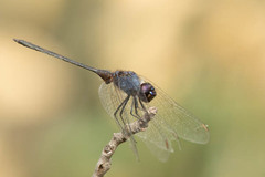 Trithemis hecate