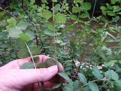 Phyllanthopsis phyllanthoides