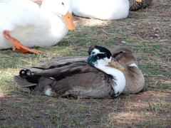 Anas platyrhynchos domesticus