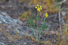 Lomatium simplex