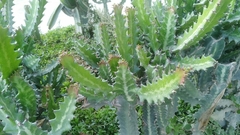 Euphorbia lactea