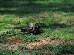 Sturnus vulgaris