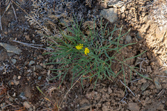 Lomatium simplex