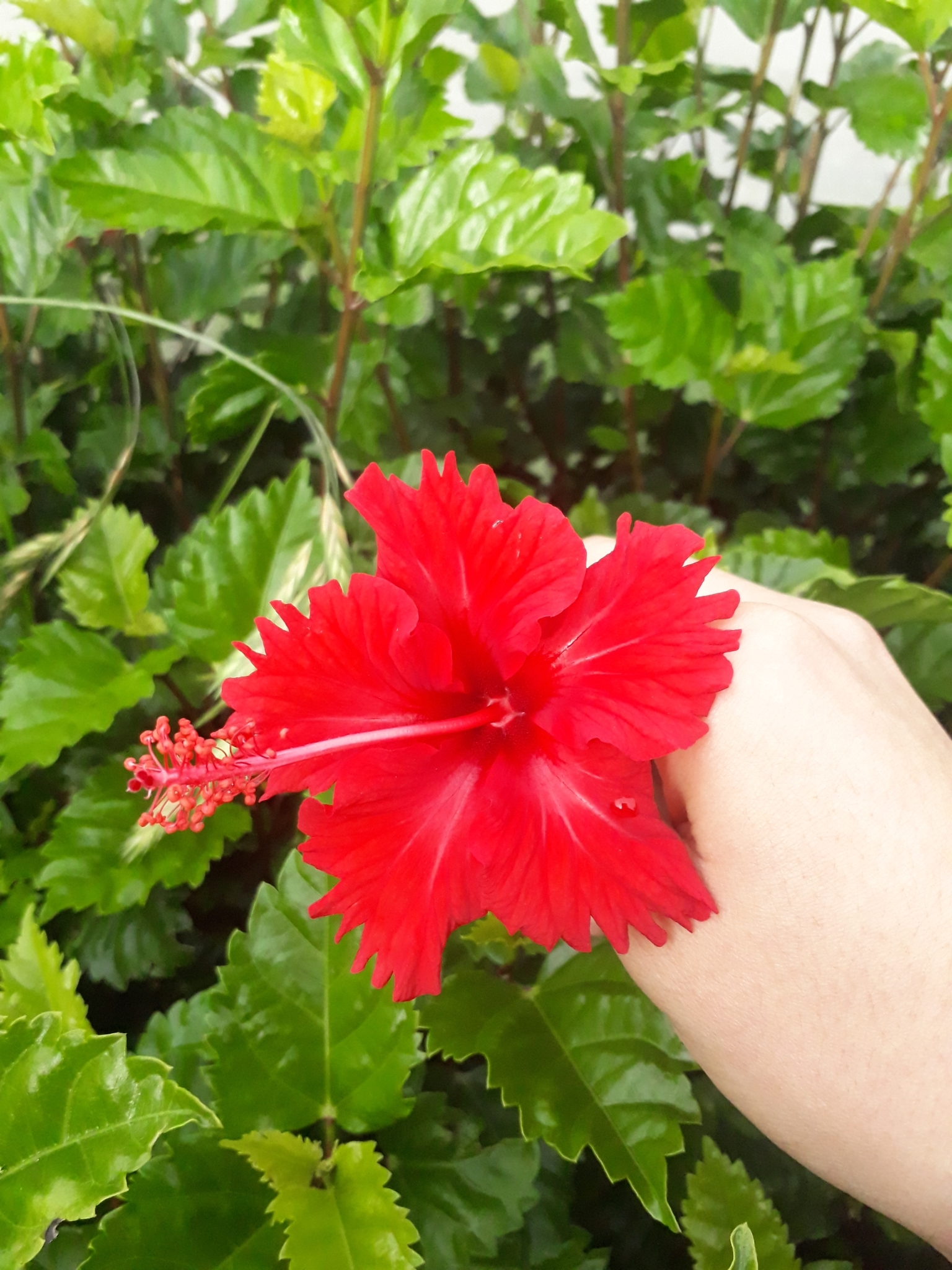 Hibiscus archeri image