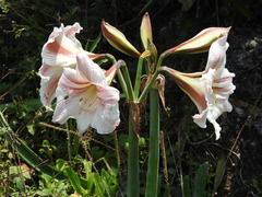 Hippeastrum vittatum