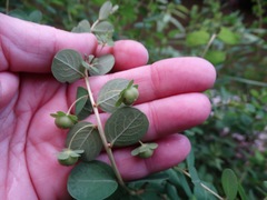 Phyllanthopsis phyllanthoides