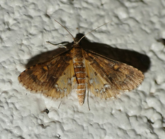 Niphograpta albiguttalis