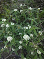 Mitracarpus megapotamicus