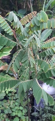 Cassia grandis