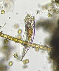 Notholca