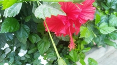 Hibiscus rosa-sinensis