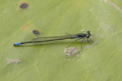 Pseudagrion deningi