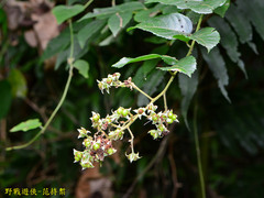 Rubus pyrifolius