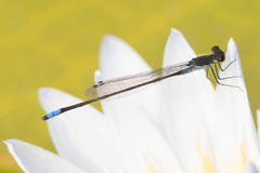 Pseudagrion deningi