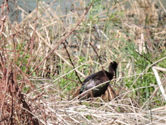 Plegadis chihi