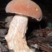 Austroboletus occidentalis - Photo (c) anonymous, some rights reserved (CC BY-SA)