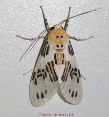 Idalus daga