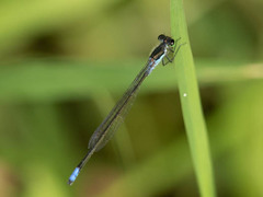 Pseudagrion deningi