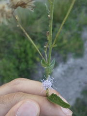 Chromolaena laevigata