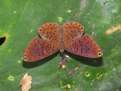 Metacharis victrix