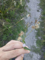 Chromolaena laevigata