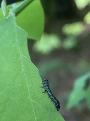 Nematus abbotii